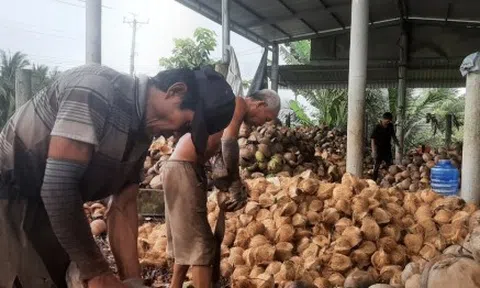 Dừa sốt giá, doanh nghiệp tại Tiền Giang, Bến Tre thiếu hàng