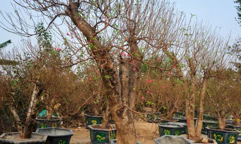 Lo ngại nguồn cung khan hiếm, người dân Hà Nội tranh thủ "đặt cọc" hoa đào ngay từ sớm