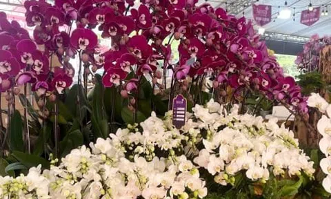 Hoa lan xuống phố, khách chi hàng chục triệu đồng mua về chơi Tết