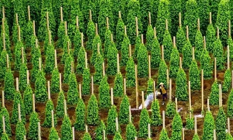 Đức liên tục chốt đơn một sản vật siêu đắt đỏ: Việt Nam xuất khẩu bằng cả thế giới cộng lại, thu về hàng tỷ USD nhờ giá tăng sốc