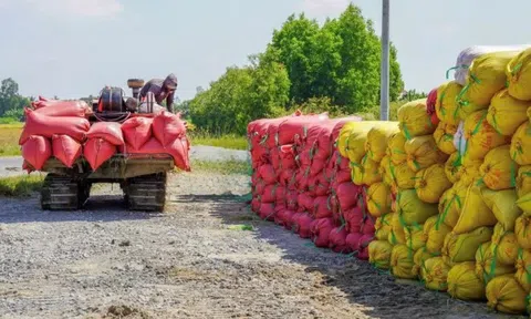 Xuất khẩu gạo năm 2025 đối diện nhiều áp lực