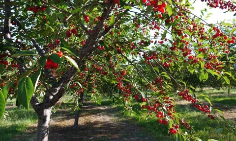 Loại trái cây quý tộc, nổi tiếng xa xỉ bất ngờ rớt giá, "rẻ chưa từng có": Vì sao?