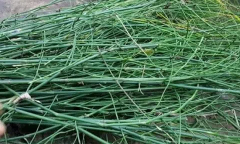 Cây không hoa không hạt mọc đầy làng quê Việt, tưởng vô giá trị ai ngờ là “mỏ vàng”