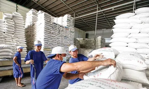 Giá lúa gạo biến động thất thường, Bộ Công Thương lập đoàn kiểm tra