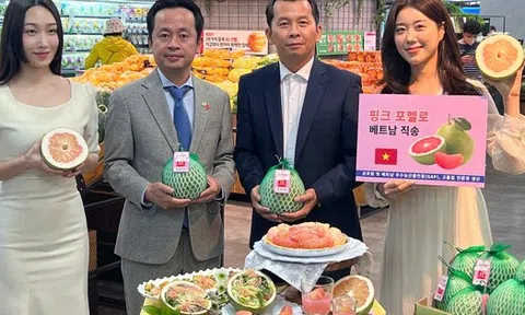 Bất ngờ giá bưởi Việt Nam bán trên kệ siêu thị Hàn Quốc