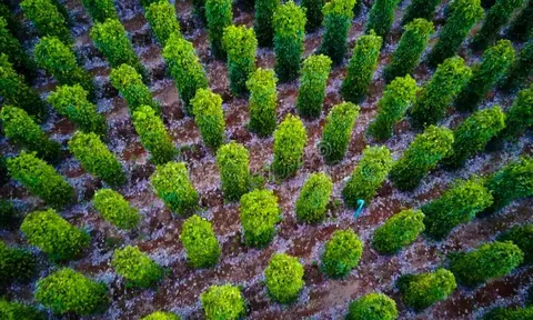 Hoa Kỳ nhập 10.000 tấn loại gia vị này của Việt Nam từ đầu năm: Nước ta xuất khẩu bằng cả thế giới cộng lại, năm ngoái thu gần 10.500 tỷ từ chính Hoa Kỳ