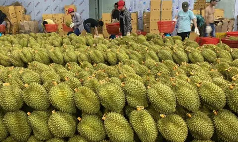 Lào chuẩn bị xuất khẩu sầu riêng sang Trung Quốc: Diện tích trồng so với Việt Nam, Thái Lan ra sao?