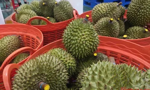 Sầu riêng tăng giá tiếp, thời hoàng kim sắp trở lại?