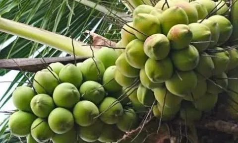 Giá dừa lập đỉnh mới