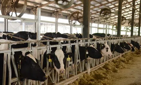 Sữa Quốc tế LOF chi gần 150 tỷ đồng mua lại một công ty chăn nuôi