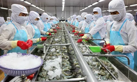 "Vua tôm" Minh Phú thoát lỗ nhờ tiết giảm chi phí