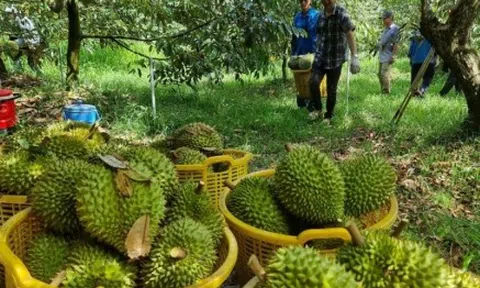 Chuyên gia nêu nguyên nhân giá sầu riêng lao dốc