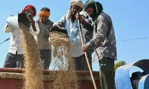 Ấn Độ dỡ bỏ lệnh cấm xuất khẩu gạo 100% tấm