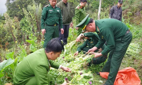 Người phụ nữ trồng gần 1.000 cây thuốc phiện trong vườn rau cải