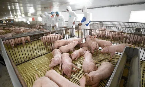 Doanh nghiệp chăn nuôi bứt tốc ngay trong quý đầu năm, bầu Đức có lối đi riêng