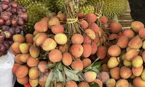 Vải thiều vào vụ, giá rẻ bất ngờ