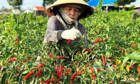 Nông dân miền Trung phấn khởi vì giá ớt cao kỷ lục