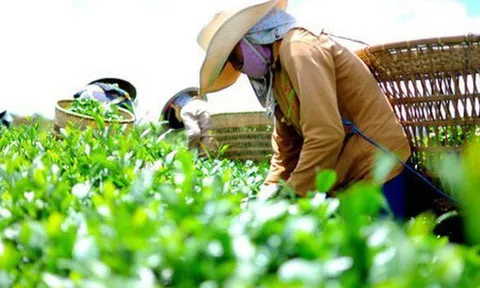 Láng giềng mua chè xanh Việt Nam nhiều nhất nhưng chỉ trả giá bằng 1/3 Sri Lanka, 1/6 Nhật Bản