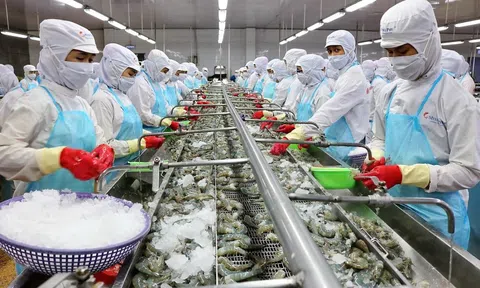 Thủy sản Minh Phú đặt mục tiêu tham vọng sau 2 năm thua lỗ