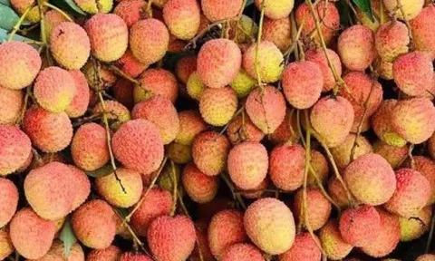 Chợ mạng rao bán vải u hồng chín sớm, giá rẻ bất ngờ