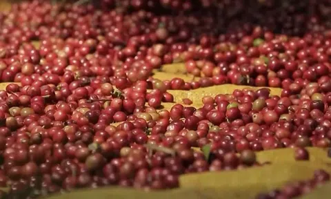 5 tháng xuất khẩu cà phê đạt 4,2 tỷ USD