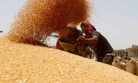 Một loại ‘báu vật nông sản’ của Nga rơi vào cảnh sóng gió: Giá rẻ bất ngờ do nhu cầu yếu, hàng trăm nghìn tấn hàng vừa đổ bộ vào Việt Nam