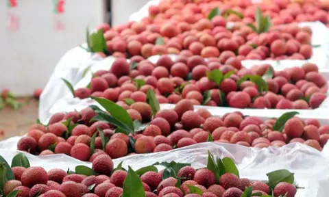 Mỹ tăng gần gấp đôi mua mặt hàng ‘cây nhà lá vườn’ của Việt Nam: Thu hơn 100 triệu USD trong quý 1