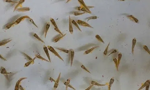 Việt Nam là quốc gia đầu tiên trên thế giới làm được việc này, Trung Quốc và Nhật Bản vẫn chưa thành công