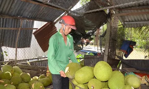 Mít Thái rẻ chưa từng thấy