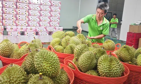 Nghị định thư xuất sầu riêng sang Trung Quốc sắp hết hạn, Hiệp hội gửi "tâm thư" tới Bộ trưởng