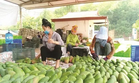 Xoài Việt Nam đang ‘làm mưa làm gió’ ở Trung Quốc