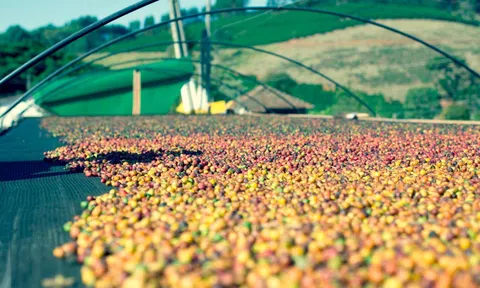 Bất chấp thị trường lao dốc, một mặt hàng của VN vẫn lập kỷ lục lịch sử, hơn 80 thị trường đua nhau mua