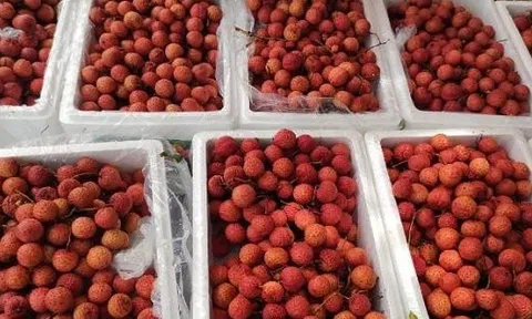 'Ruby đỏ' của Việt Nam ngon đến mức người Trung Quốc cũng phải tấm tắc khen, giá xuất khẩu tăng gấp 3 lần trong năm nay