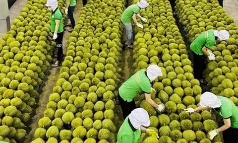 Lý do xuất khẩu rau quả Việt Nam vừa hụt thu hơn 2.800 tỷ đồng