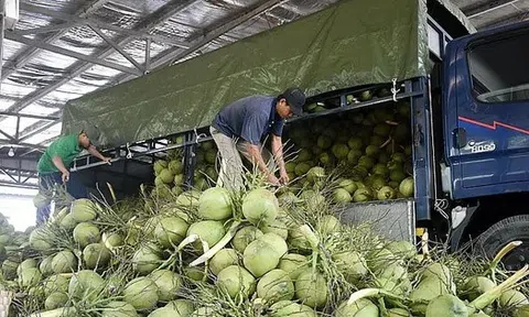 Vì sao Việt Nam vừa phải chi khoản tiền rất lớn nhập khẩu dừa?