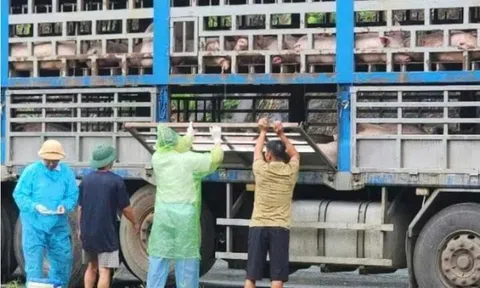 Phú Thọ: Phát hiện ngăn chặn và tiêu hủy 14 tấn lợn bị dịch tả Châu Phi