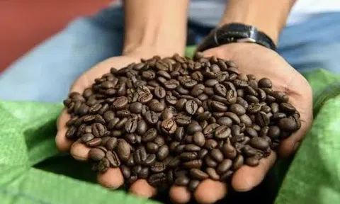 Xuất khẩu cà phê đạt mức kỷ lục