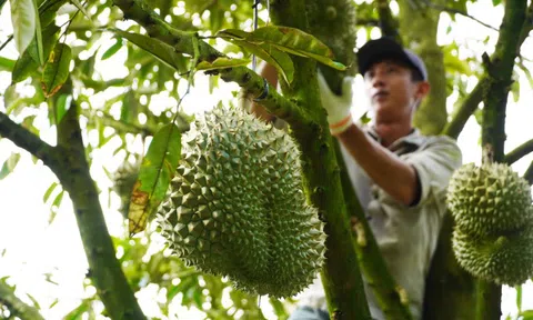 Ăn nhiều sầu riêng có tốt?