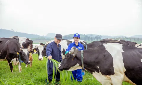 Mộc Châu Milk lội dòng tăng trưởng, đẩy mạnh đầu tư cho tổ hợp thiên đường sữa