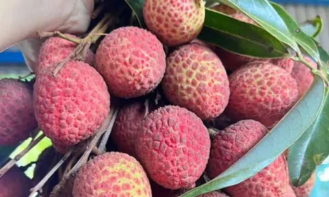 Vải thiều đầu vụ bán 60.000 đồng/kg