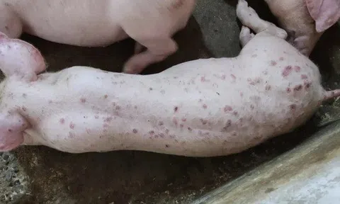 Lợn phải tiêu hủy do dịch bệnh được hỗ trợ 40.000 đồng/kg hơi