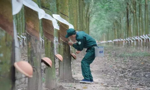 Cao su Tây Ninh (TRC) báo lãi cao kỷ lục, gấp 3,7 lần trong nửa đầu năm