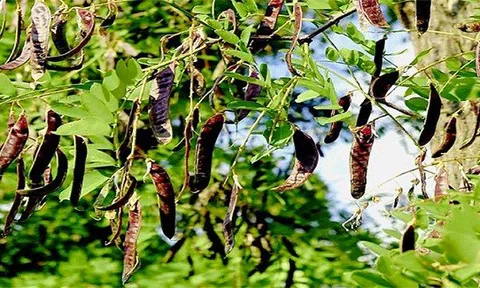 Loại quả dại quen thuộc ở Việt Nam giúp dân bảo vệ rừng, kiếm tiền tỷ: Ở Trung Quốc bán giá gấp 10 lần