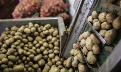 Nga gấp rút tìm cứu tinh cho loại nông sản quan trọng: Giá tăng 173% kể từ đầu năm, sản lượng sụt giảm mạnh