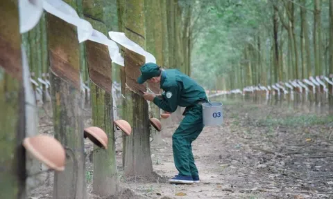 TRC dự kiến bán toàn bộ 875.000 cổ phiếu quỹ, chi 75 tỷ đồng trả cổ tức