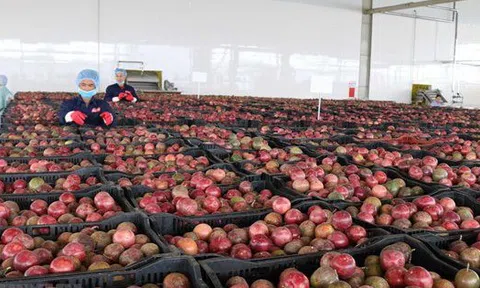 Một 'sản vật' triệu đô khiến những thị trường khó tính cũng phải mê: sản lượng 200.000 tấn/năm, Việt Nam nước trồng nhiều nhất thế giới