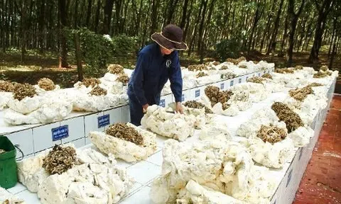 Vượt Trung Quốc, Hàn Quốc, hơn 300 nghìn tấn “vàng trắng” từ Campuchia ồ ạt vào Việt Nam