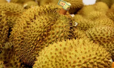 Không phải Thái Lan, một loại sầu riêng của láng giềng Việt Nam đang được săn đón: Được đại sứ Trung Quốc khen ngợi ‘ngon nhất thế giới’