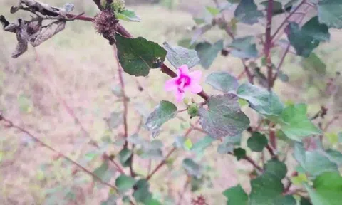 Loài cây "đáng ghét" trong mắt nông dân, nay nửa triệu/1 kg