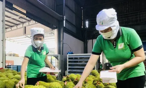 Lời giải niềm tin thị trường sầu riêng sau tin đồn thất thiệt